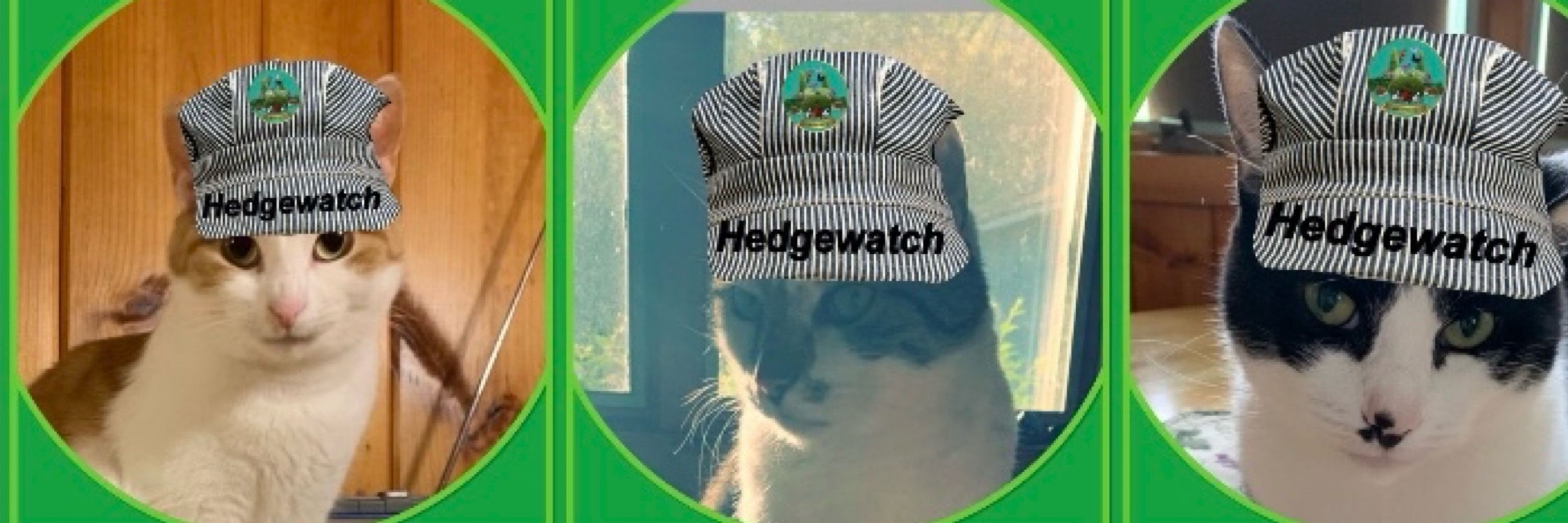 Jude 🐈, Simon 🐈‍⬛, Jolene 🐈, Rachel 😷🏳️‍🌈