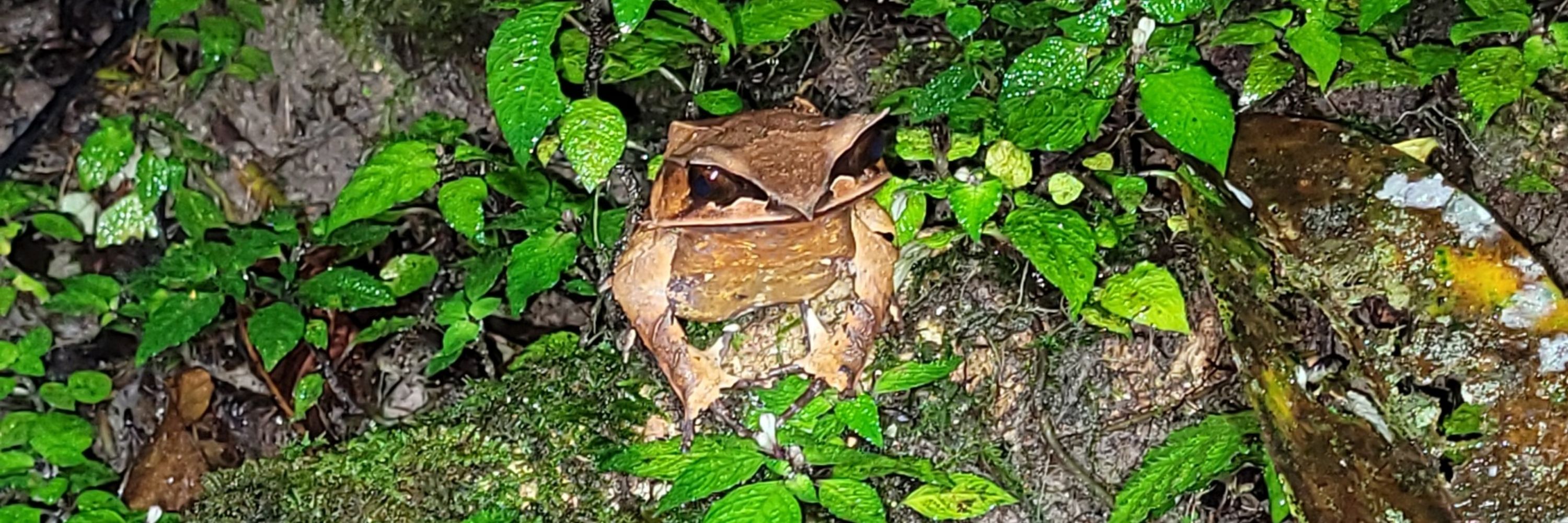 Deepak Veerappan🐢🦎🐍🐸🔬🧬🌳⛰️ 🚶‍♂️✌️