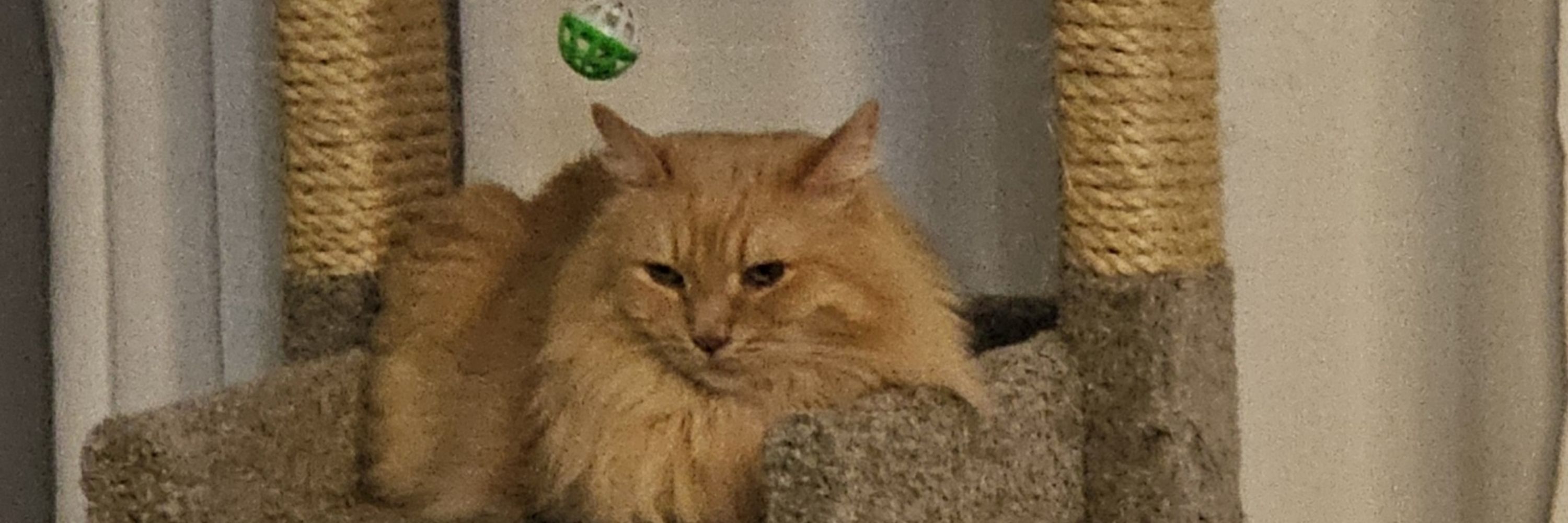 TJ