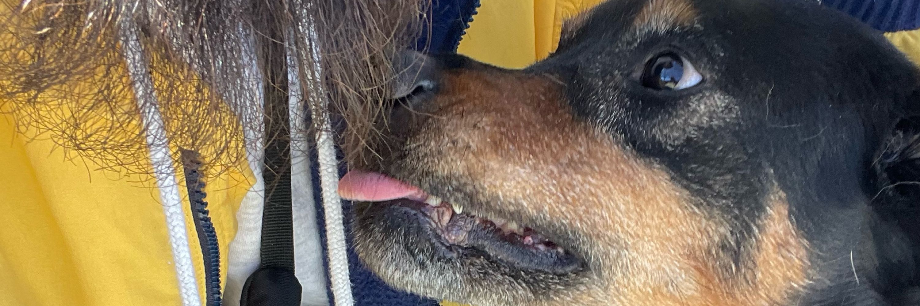 i love my dog