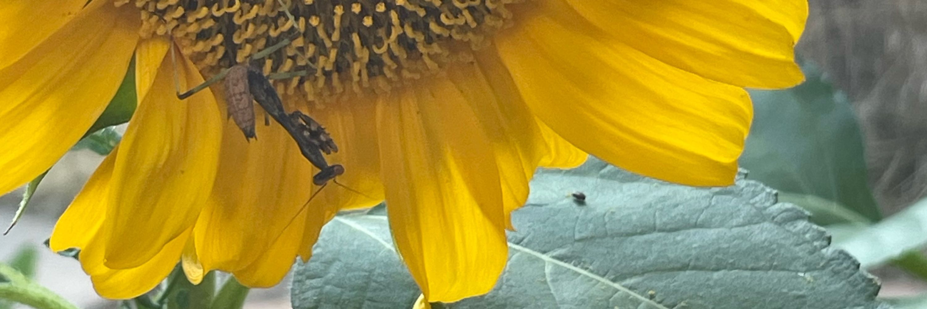 Swaying Dandelion