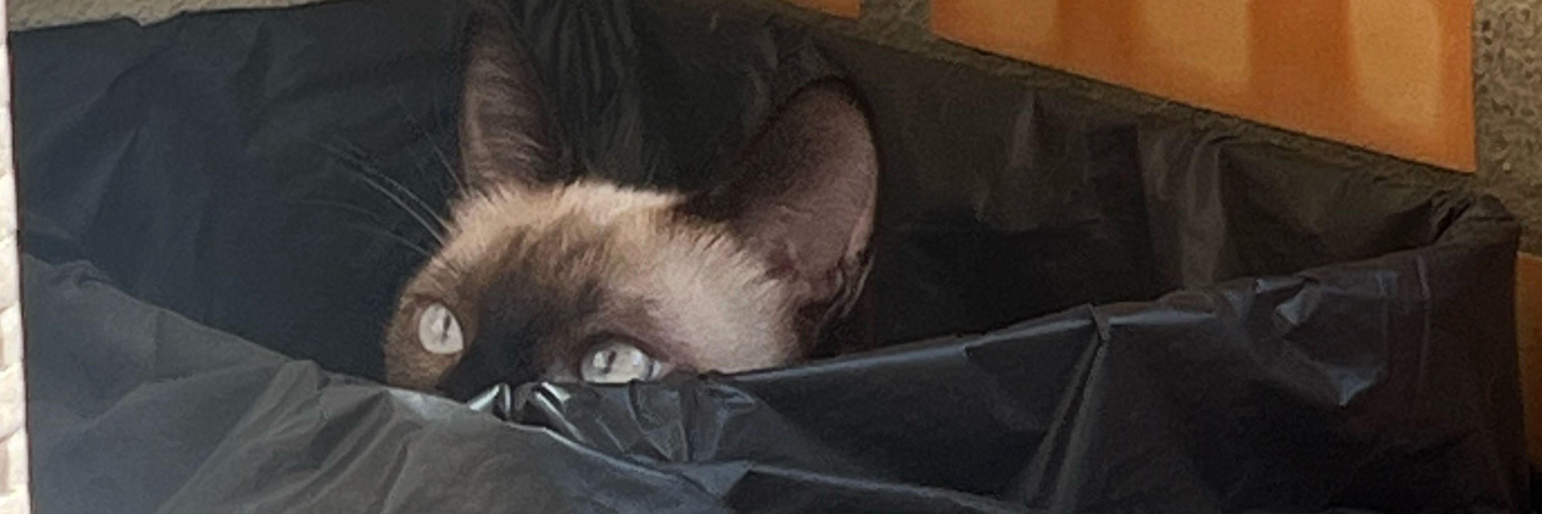André