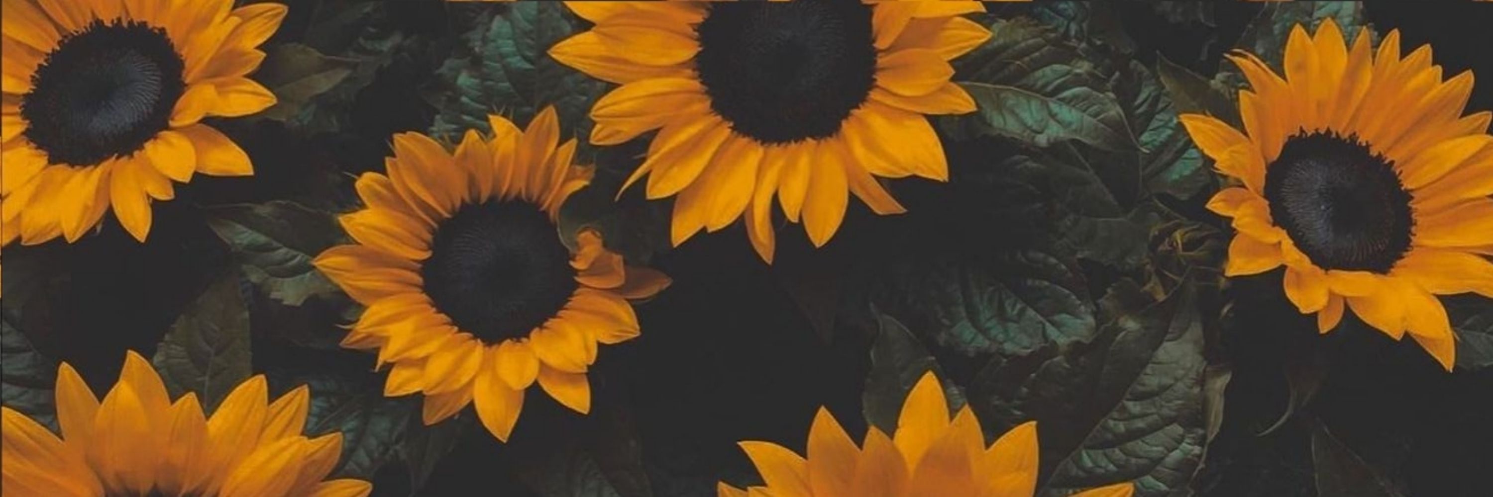 bitez
