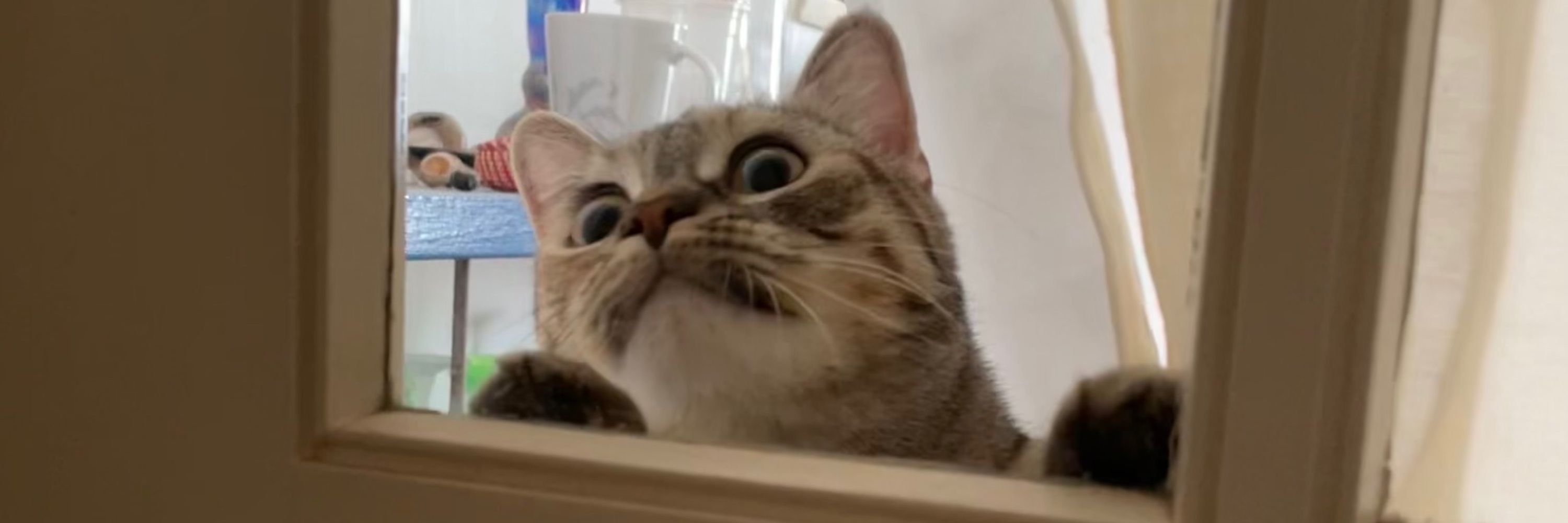 jaz