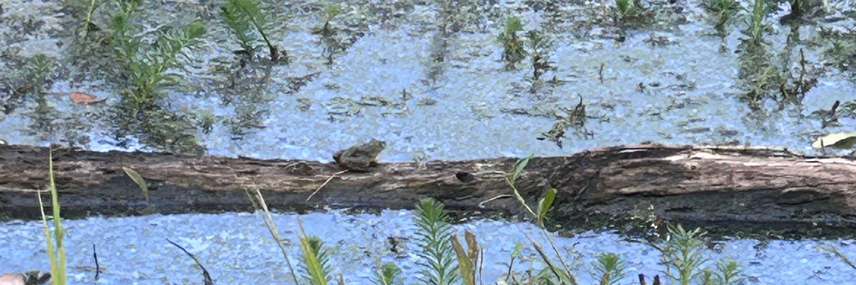 Atomic Toad