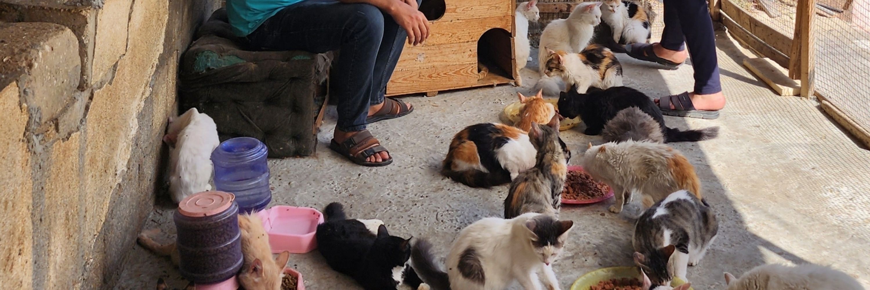 help cats