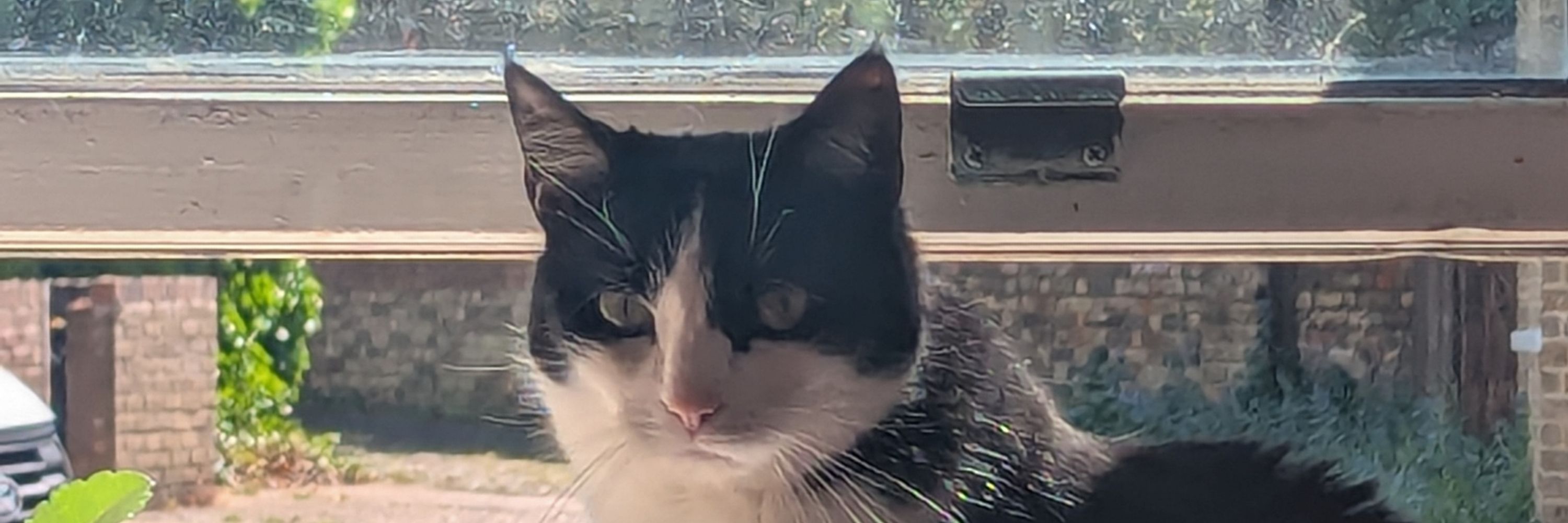 Daniel