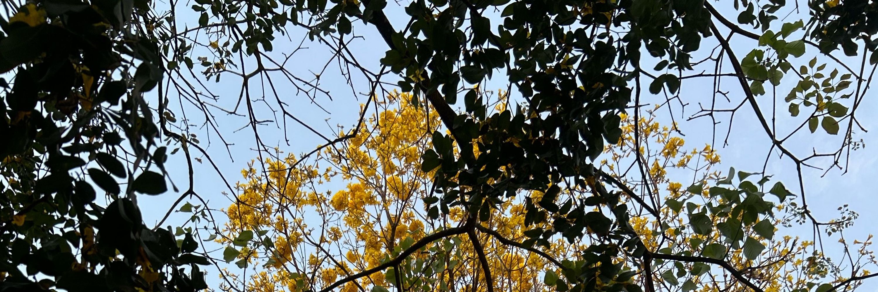 isou
