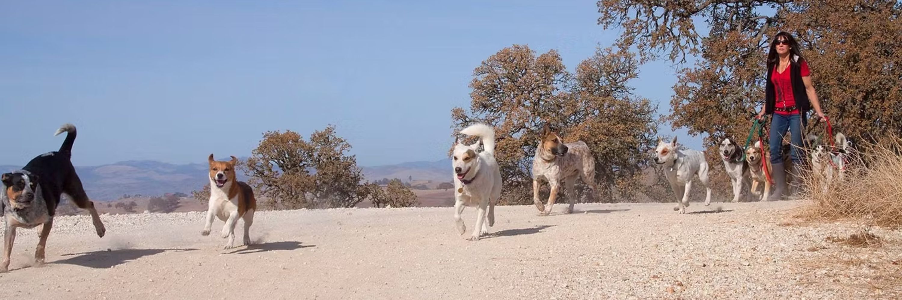 Central Coast Herding Dog Rescue