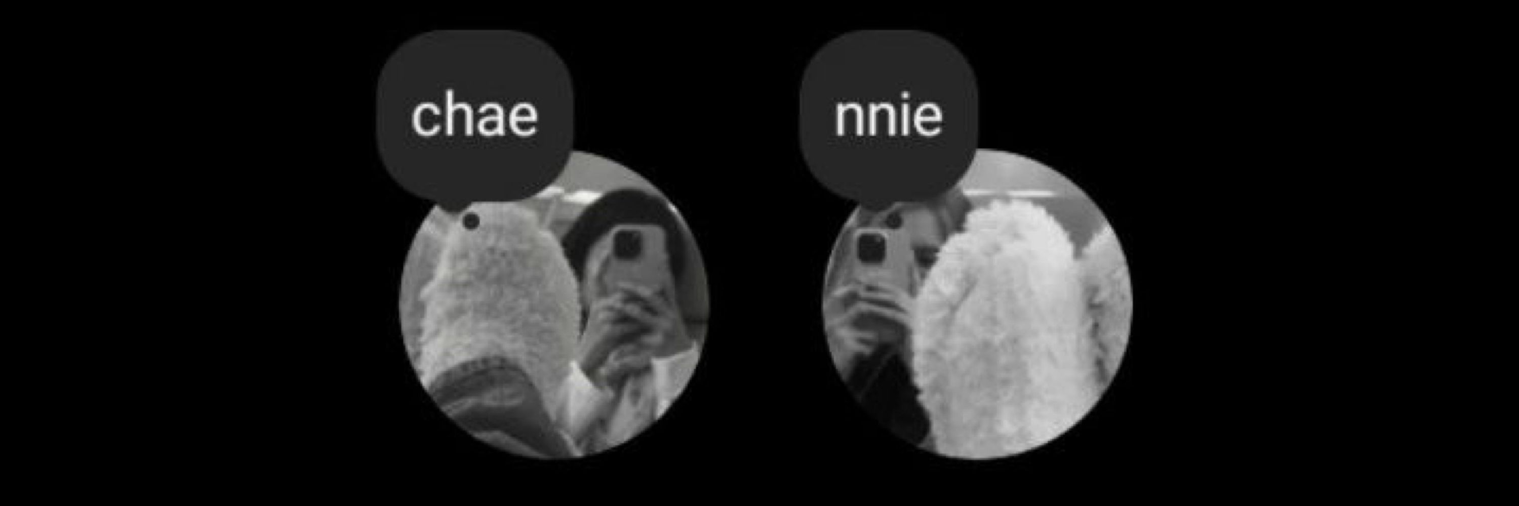 acervo chaennie