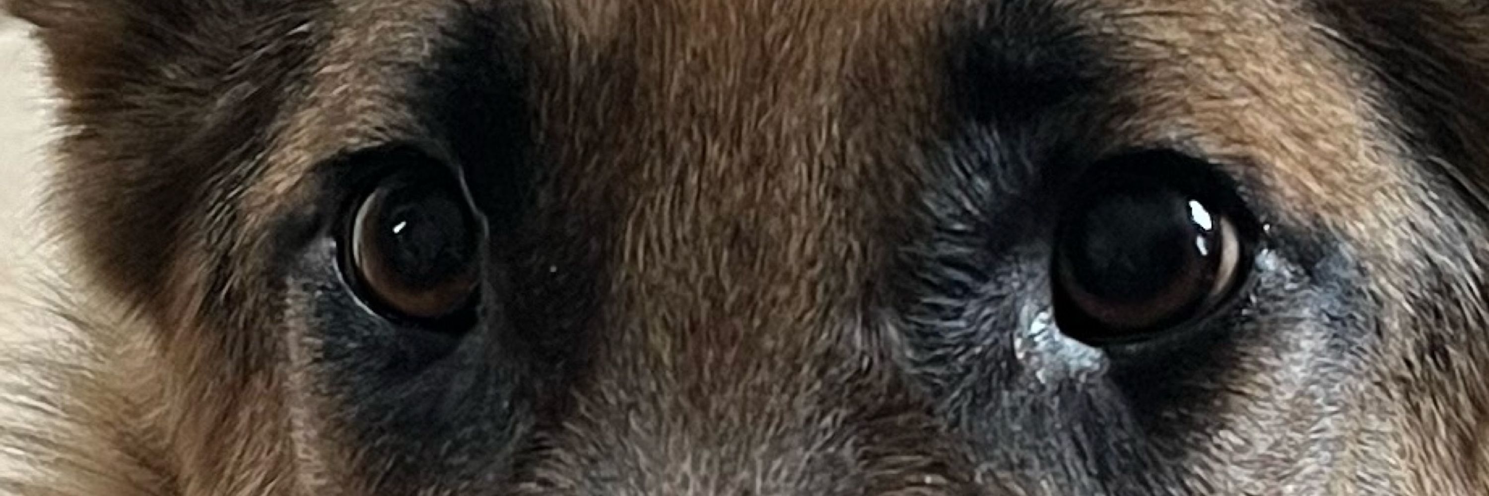 Howlingwolfa