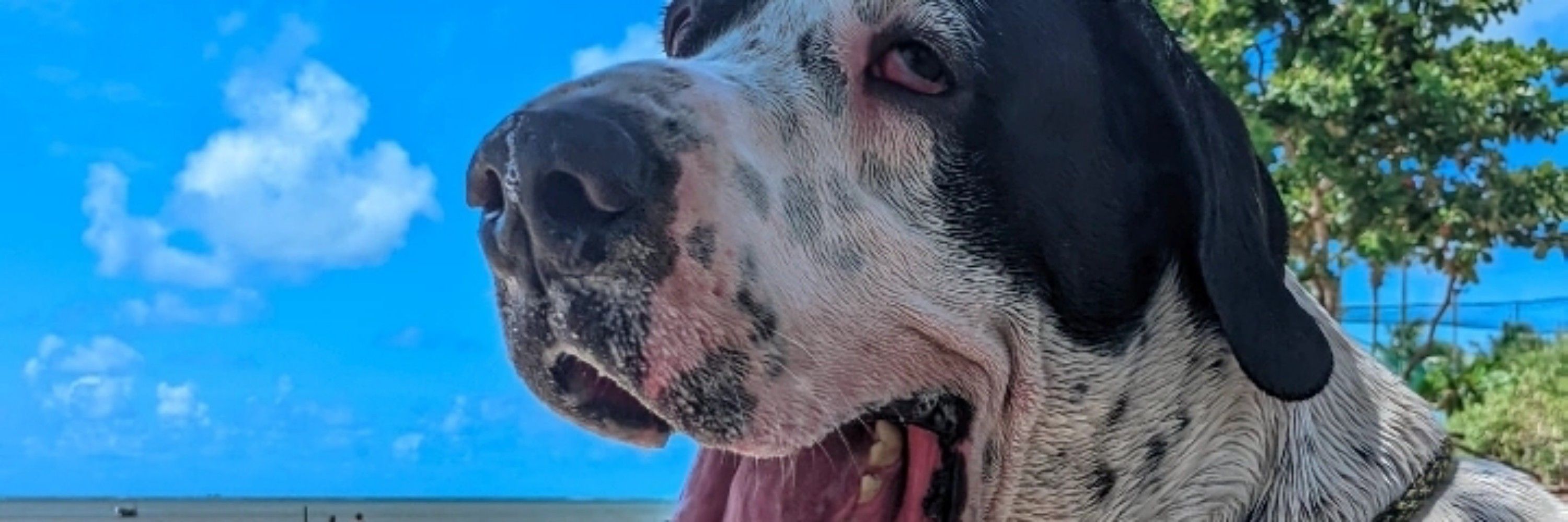 NOVATO 
