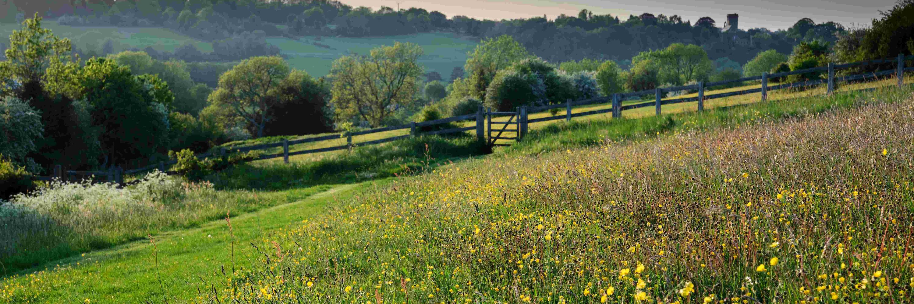 Coulsdon Commons