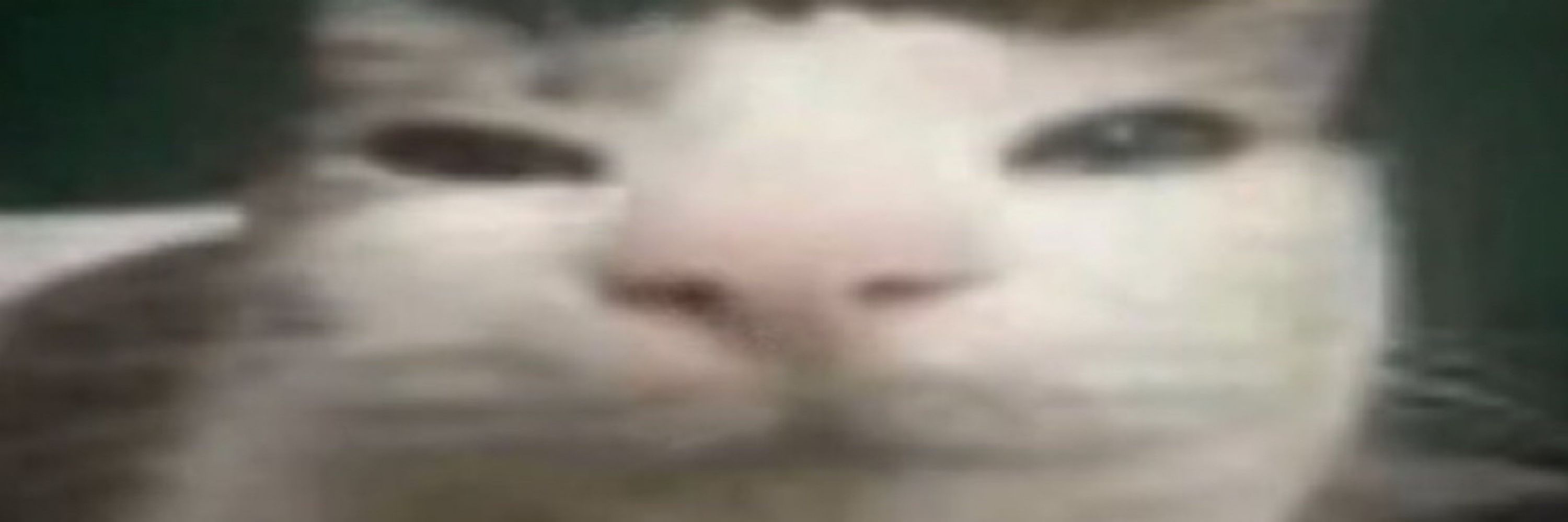sellfishie