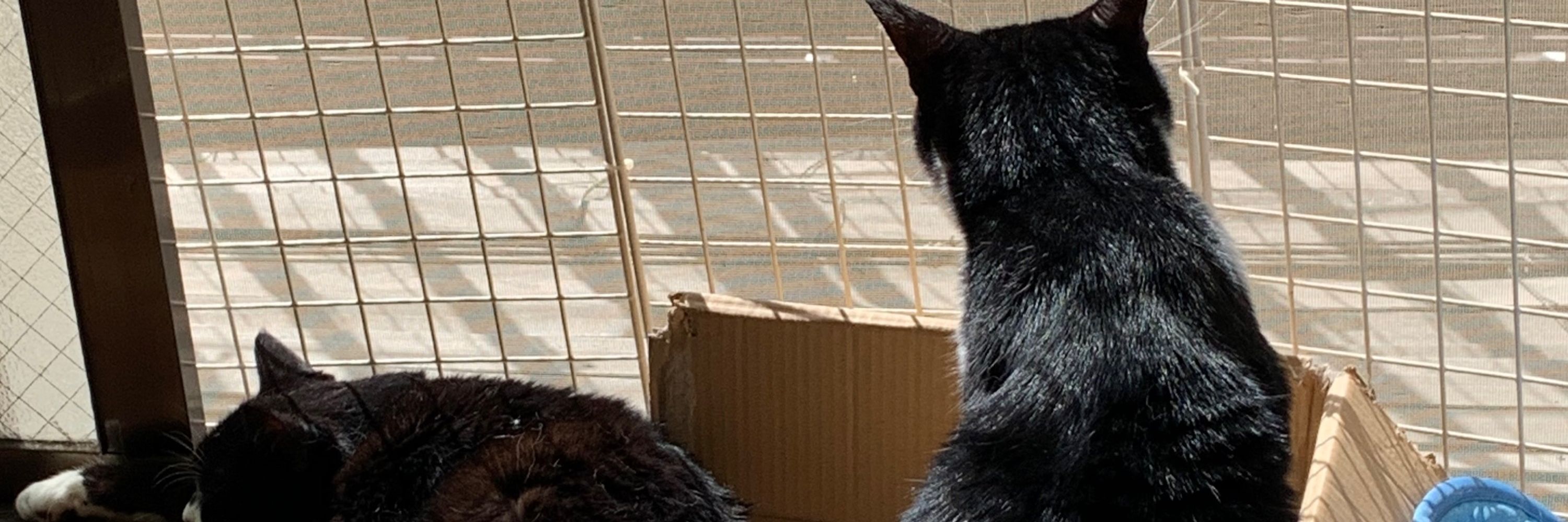 猫野しっぽ
