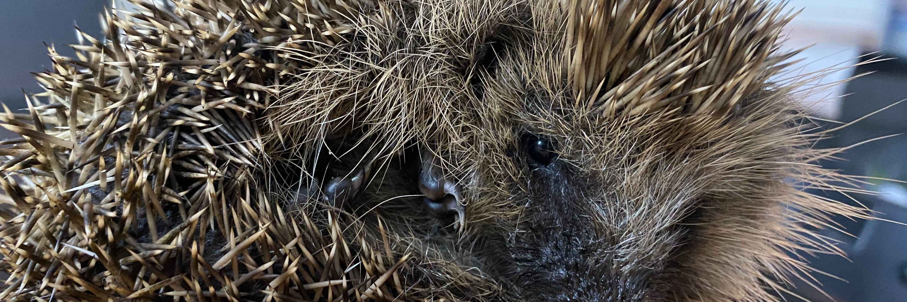 Liselotte Rambonnet 🦔
