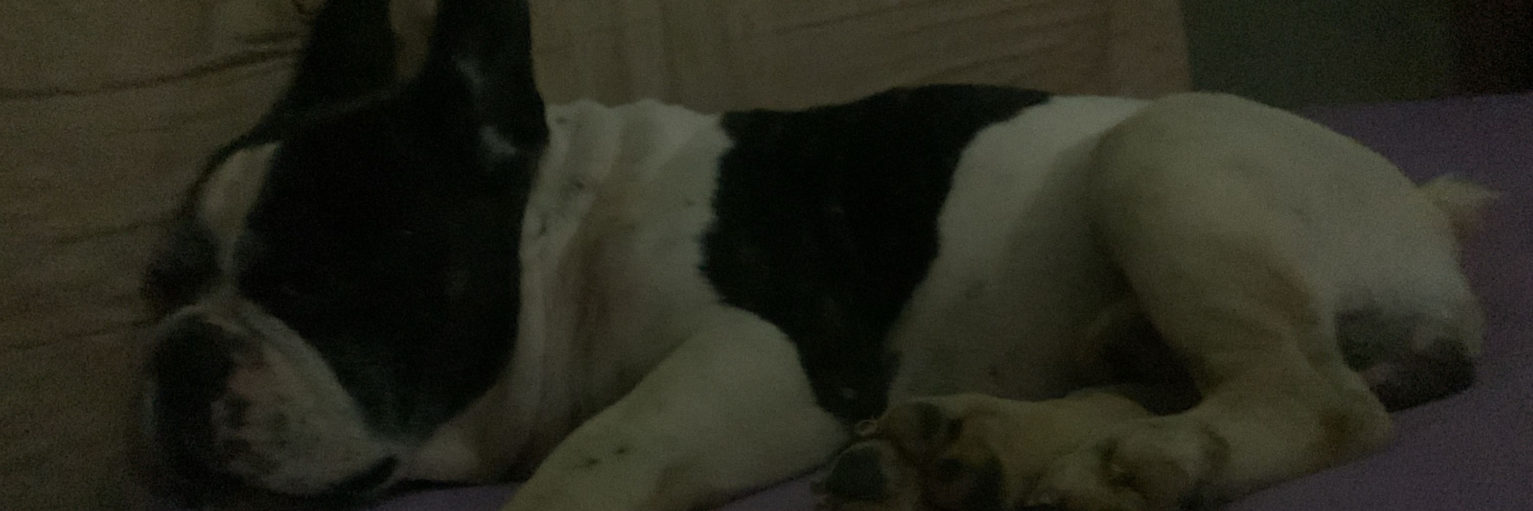 Luis