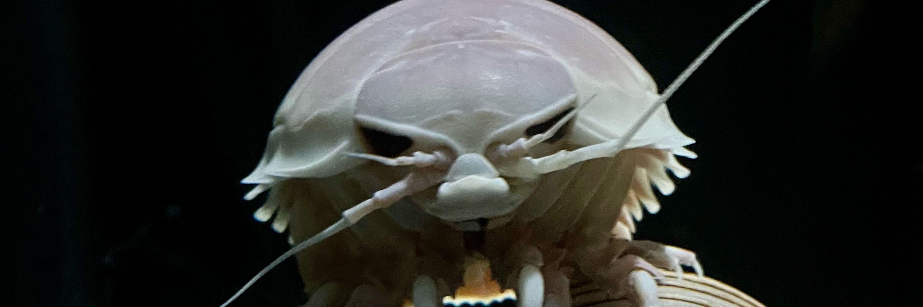 よわいし
