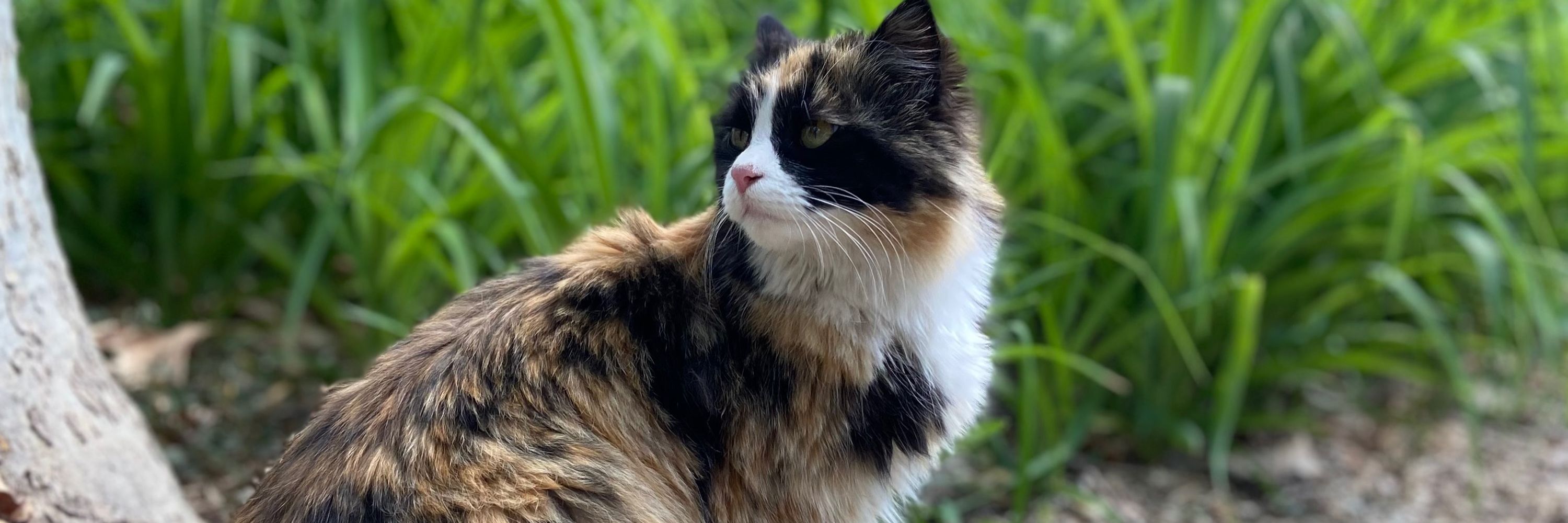 کاگومه