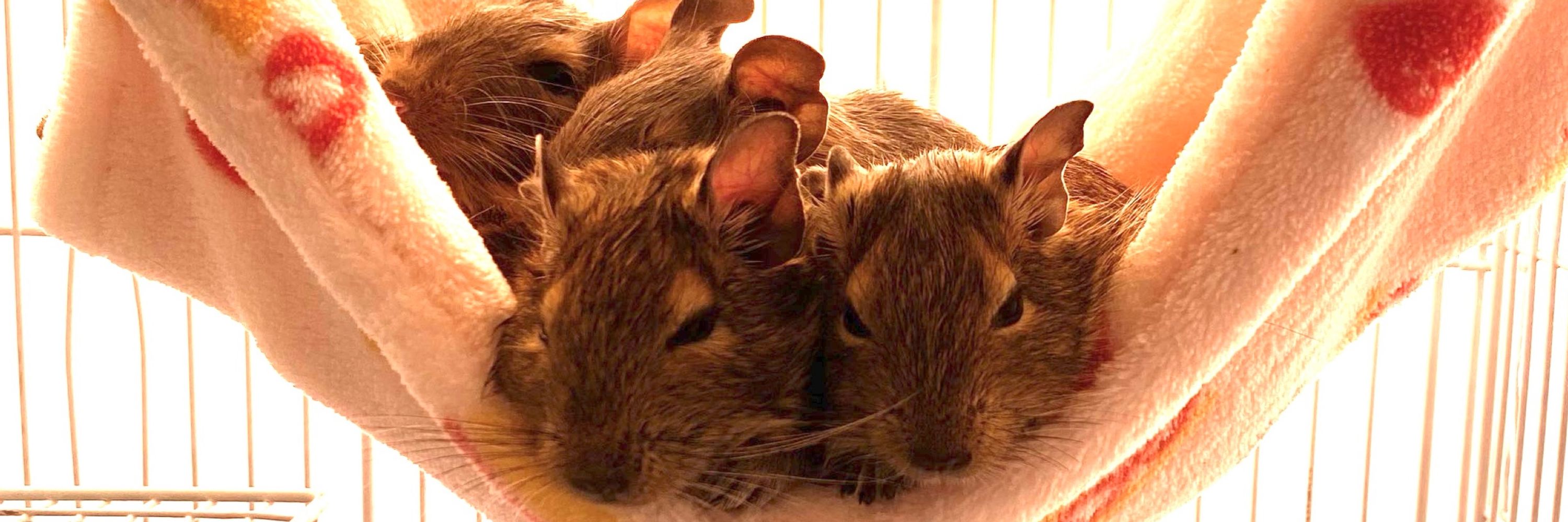 デグーのましゅまろ