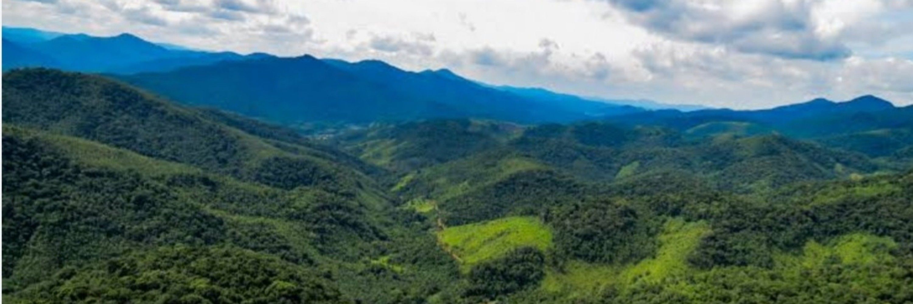 onça_da_serra_do_mar