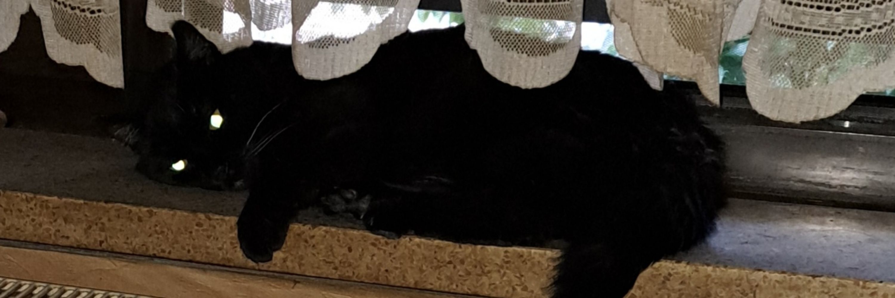In Memory of Cleo 🐈‍⬛🌟🌈