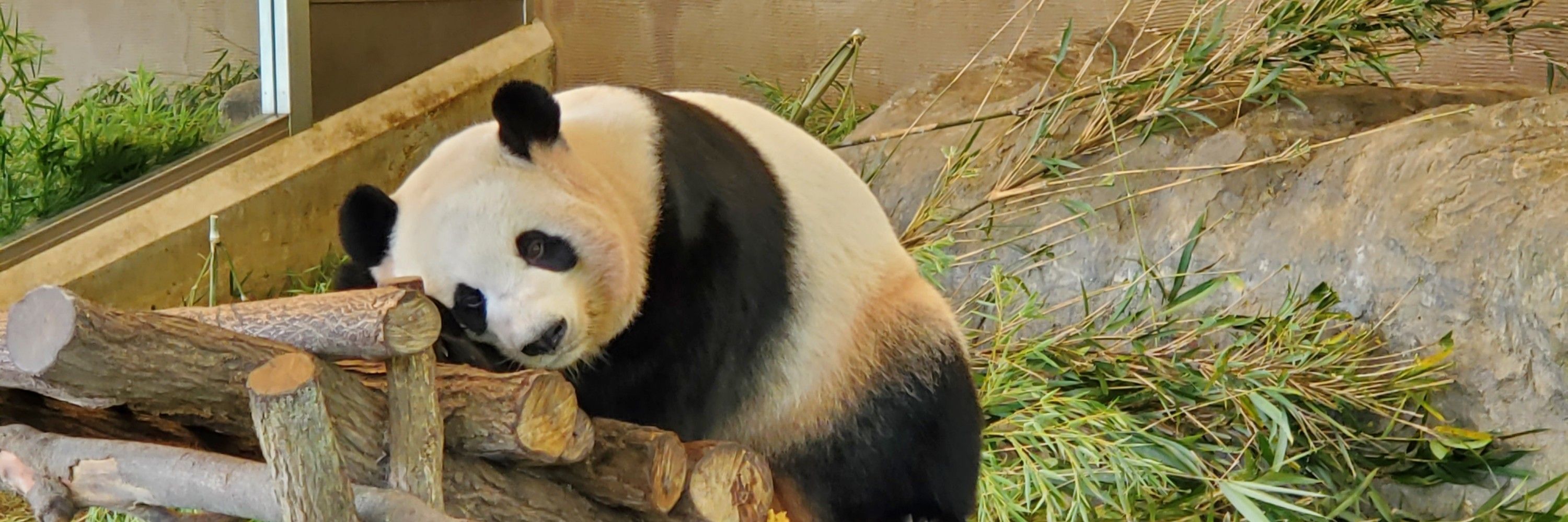 ゆうき🐼
