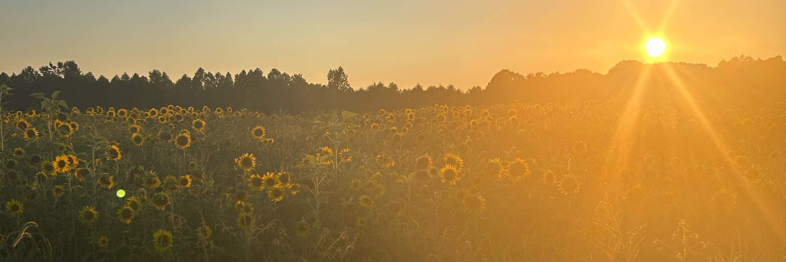 Ker ⸆⸉ 🌻