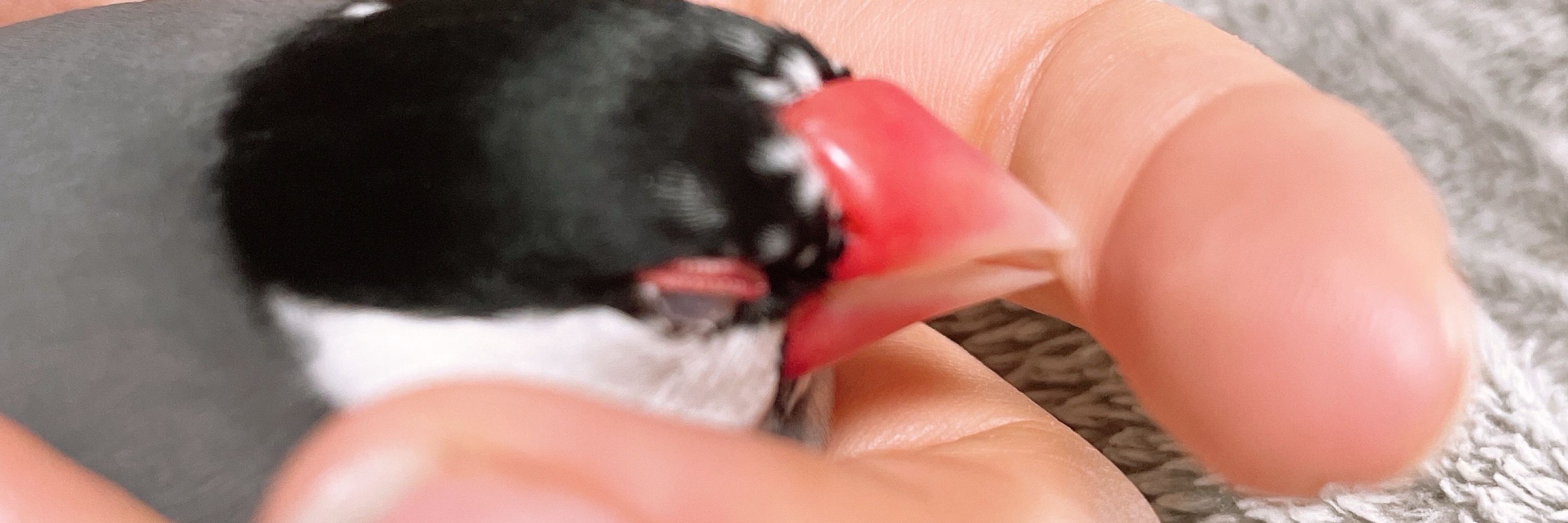 ぽろ助