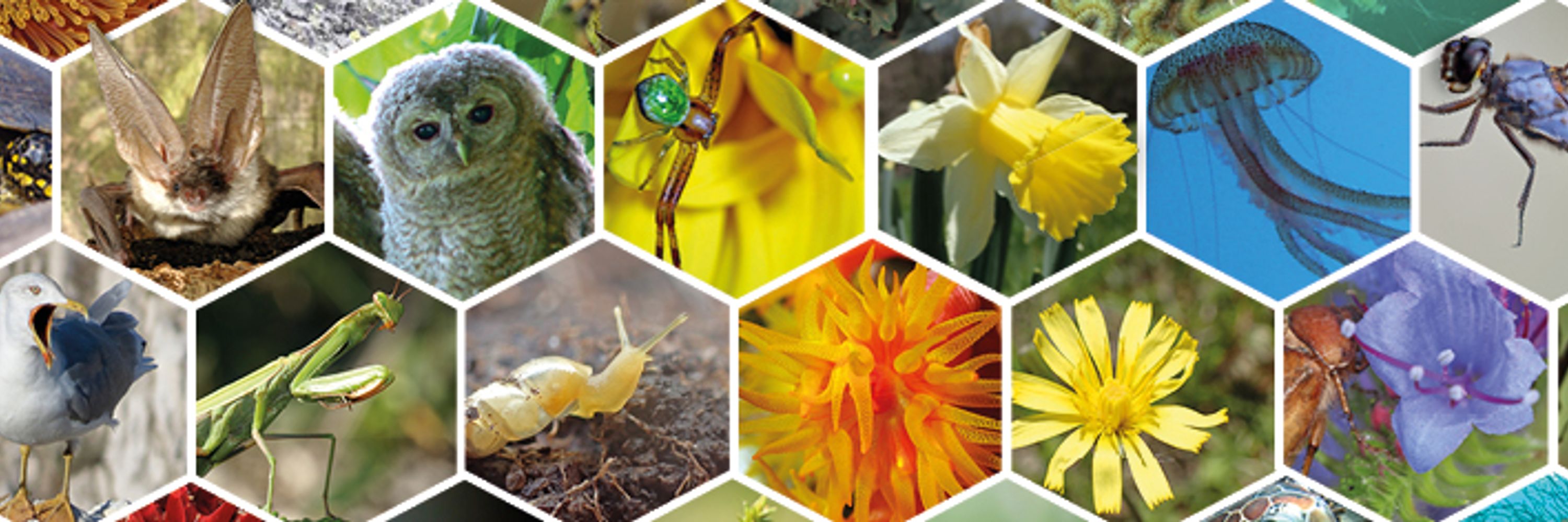Inventaire National du Patrimoine Naturel