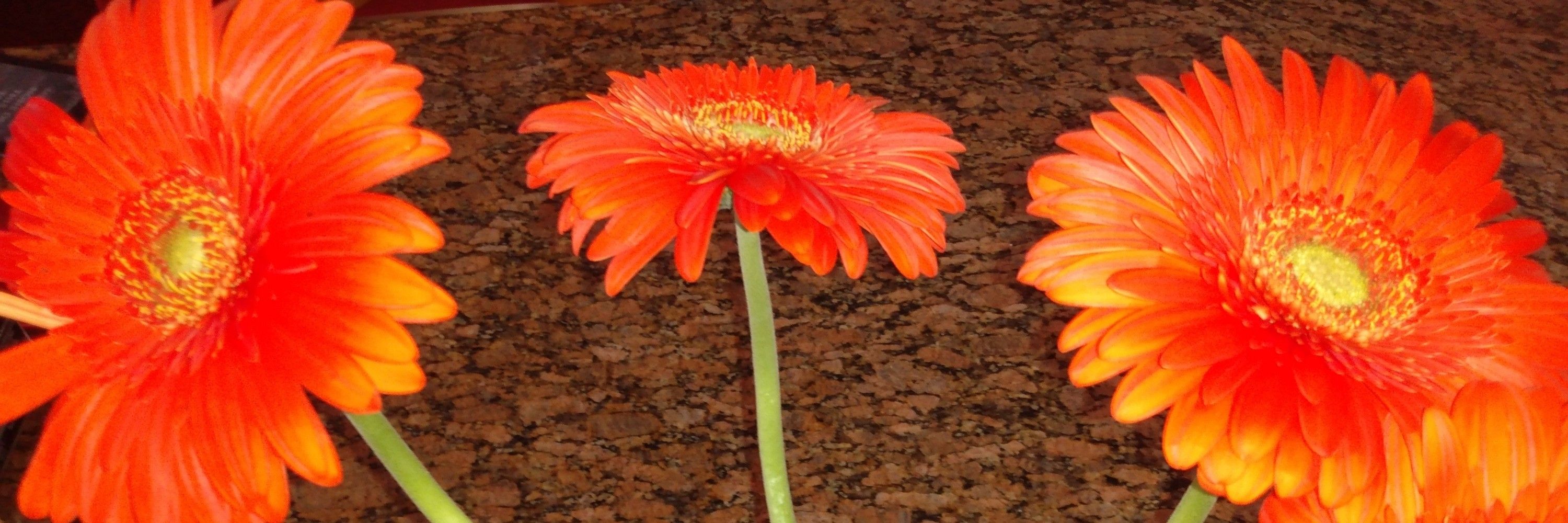 Tulip
