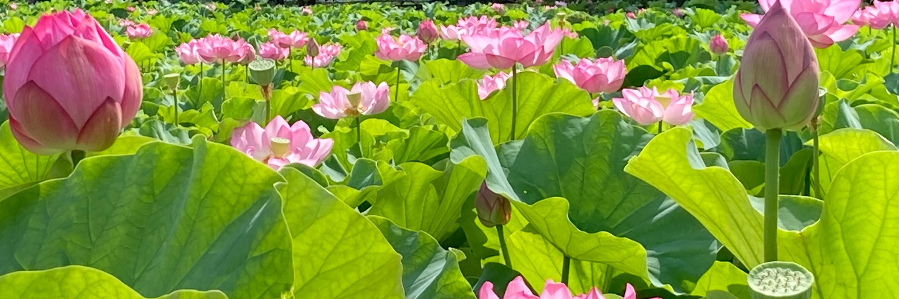 水鏡紫月