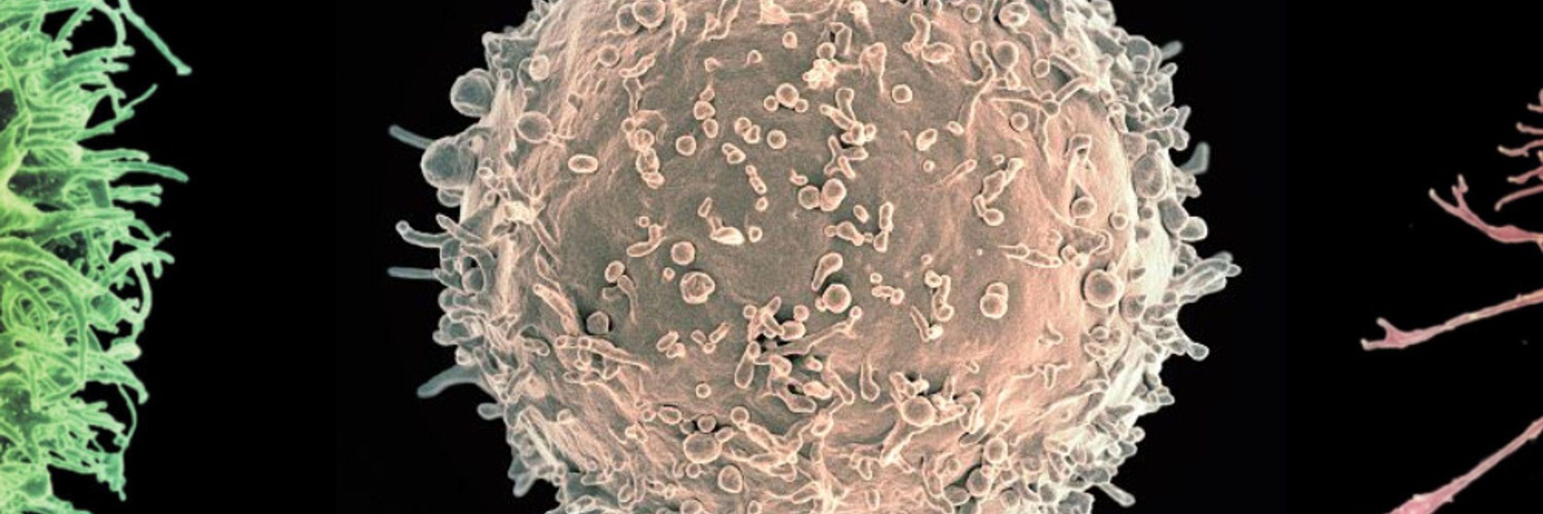 ImmunoPasteur