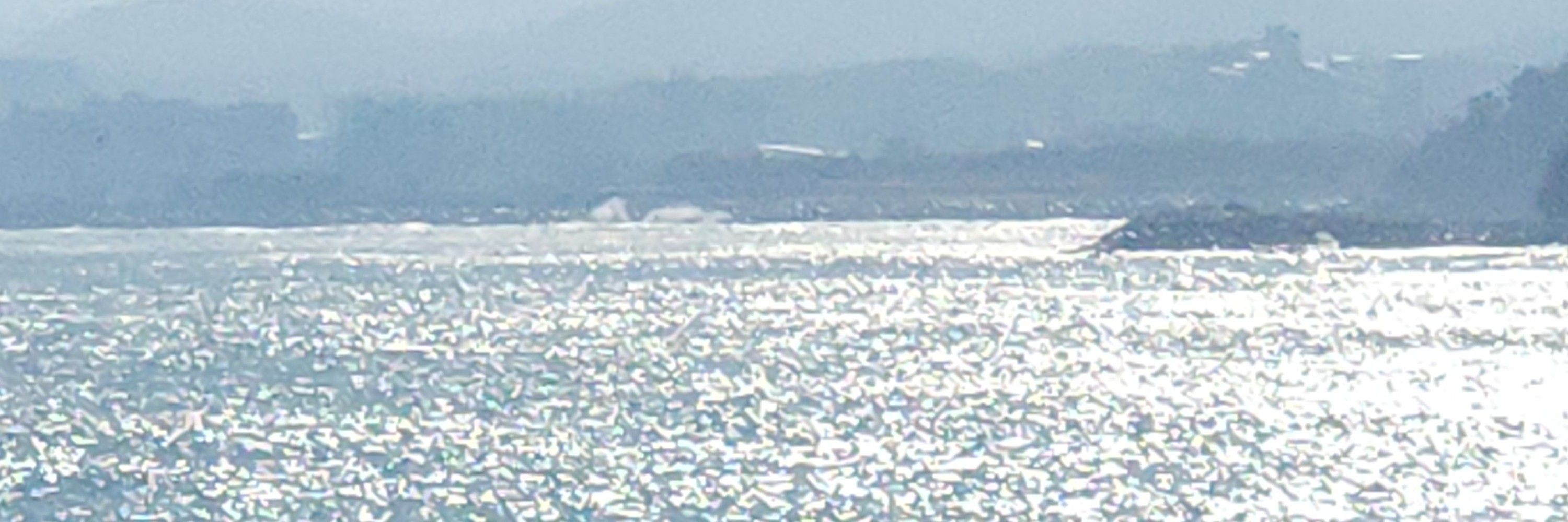 라떼