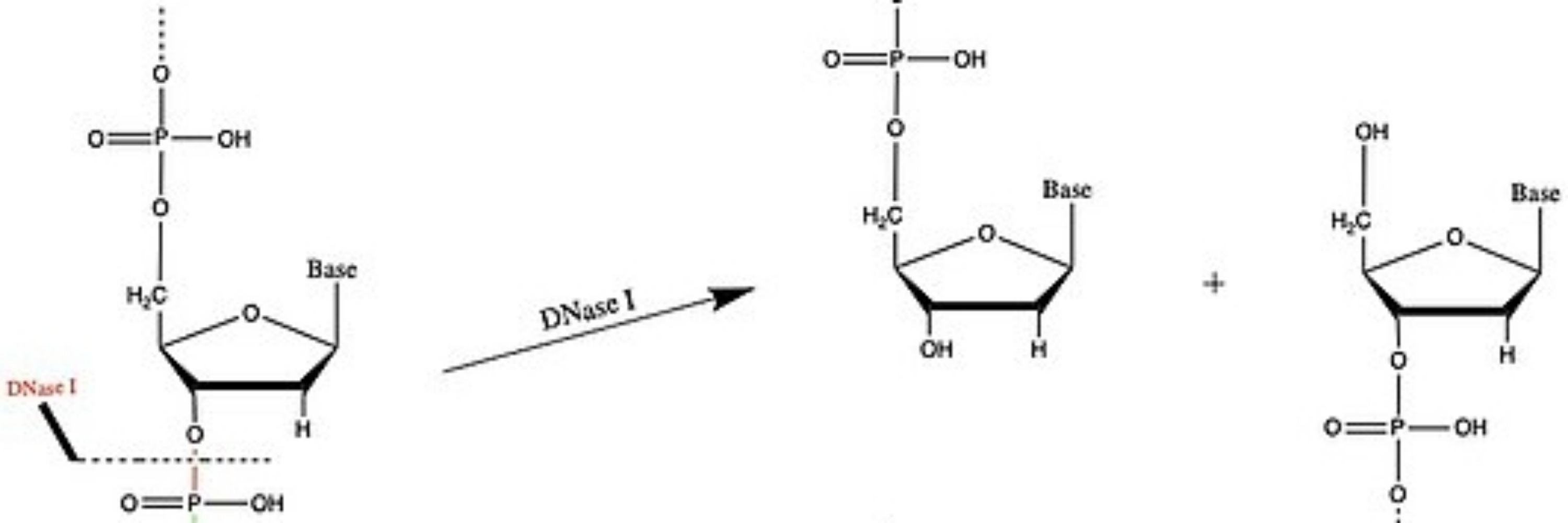 DNase!