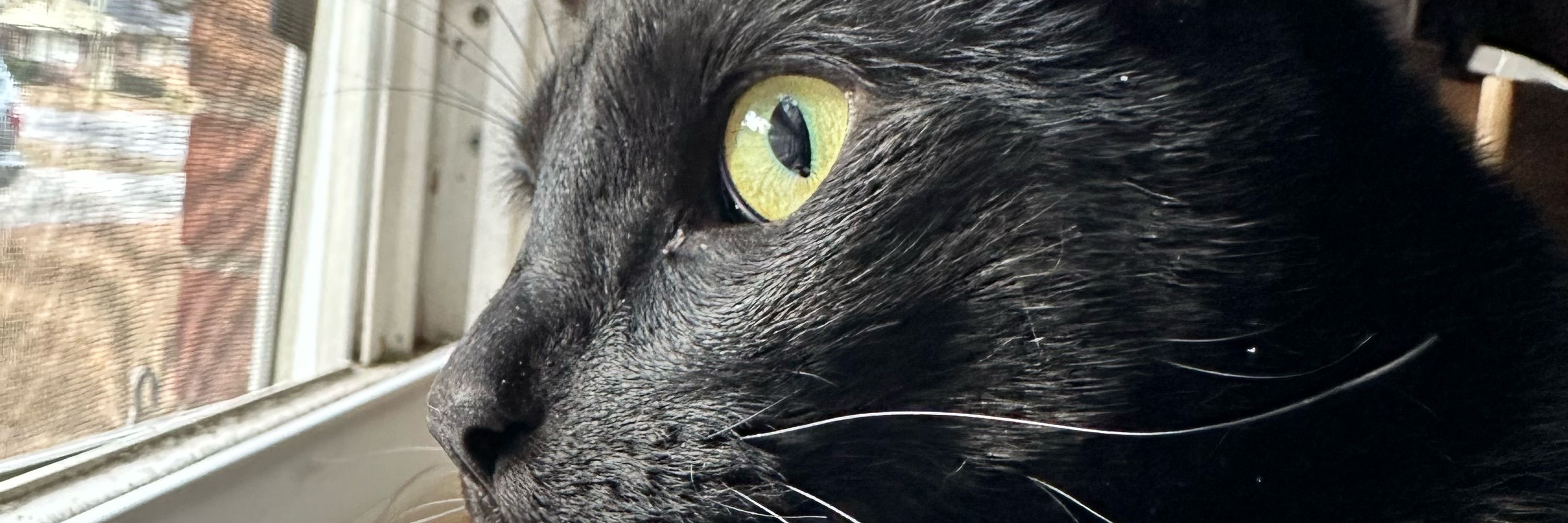 😸Spade King😸