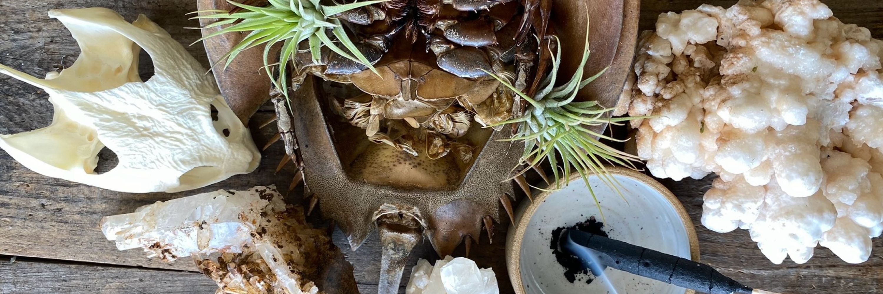 ROOT ROT
