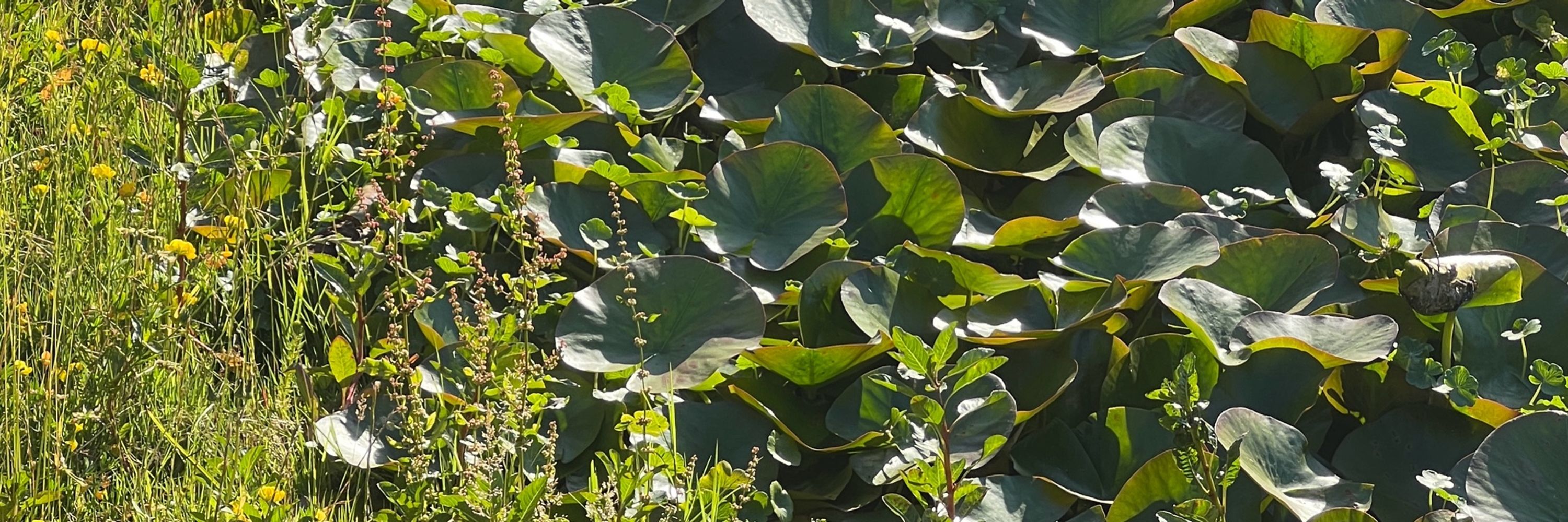 modernera