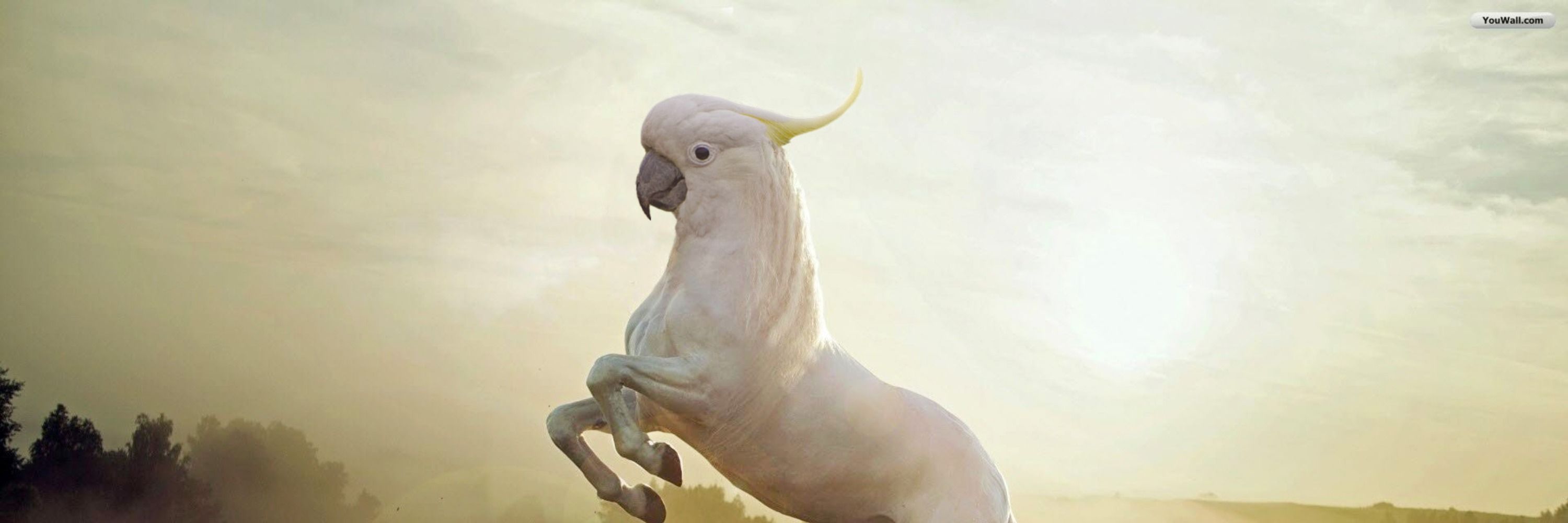 Ninguém 