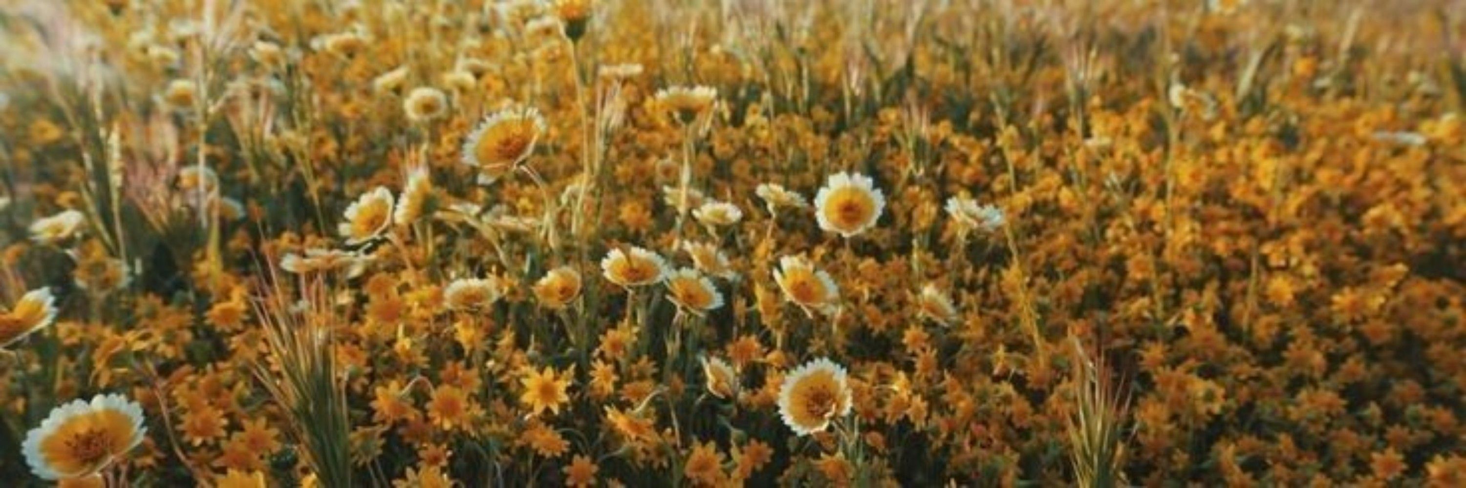 °• m.m •🌻°