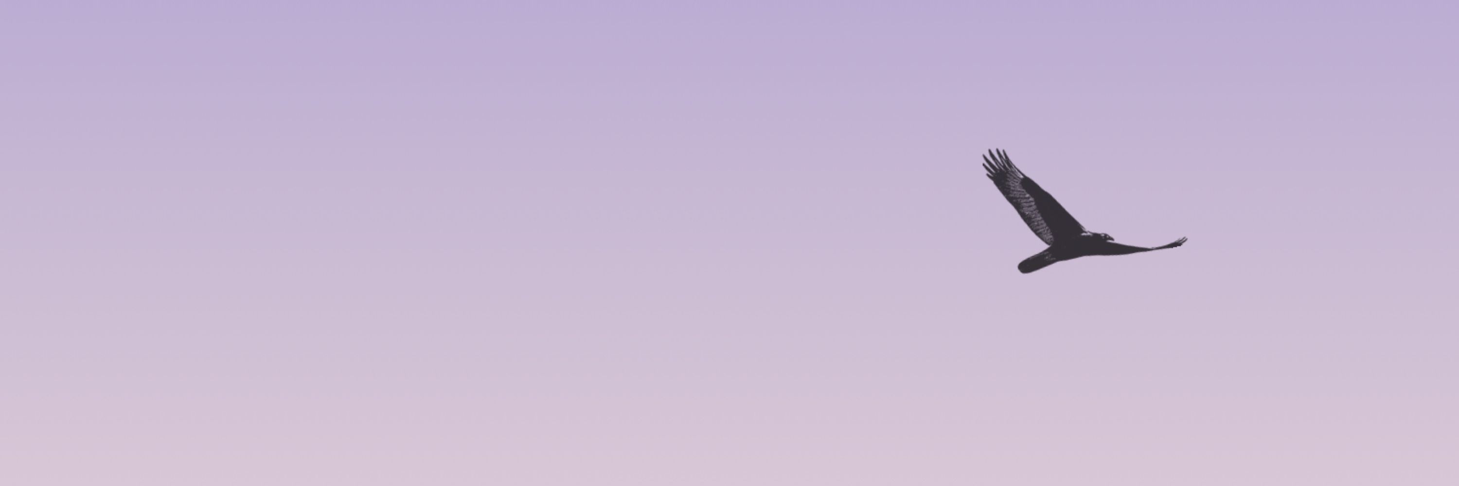 鶫🕊️