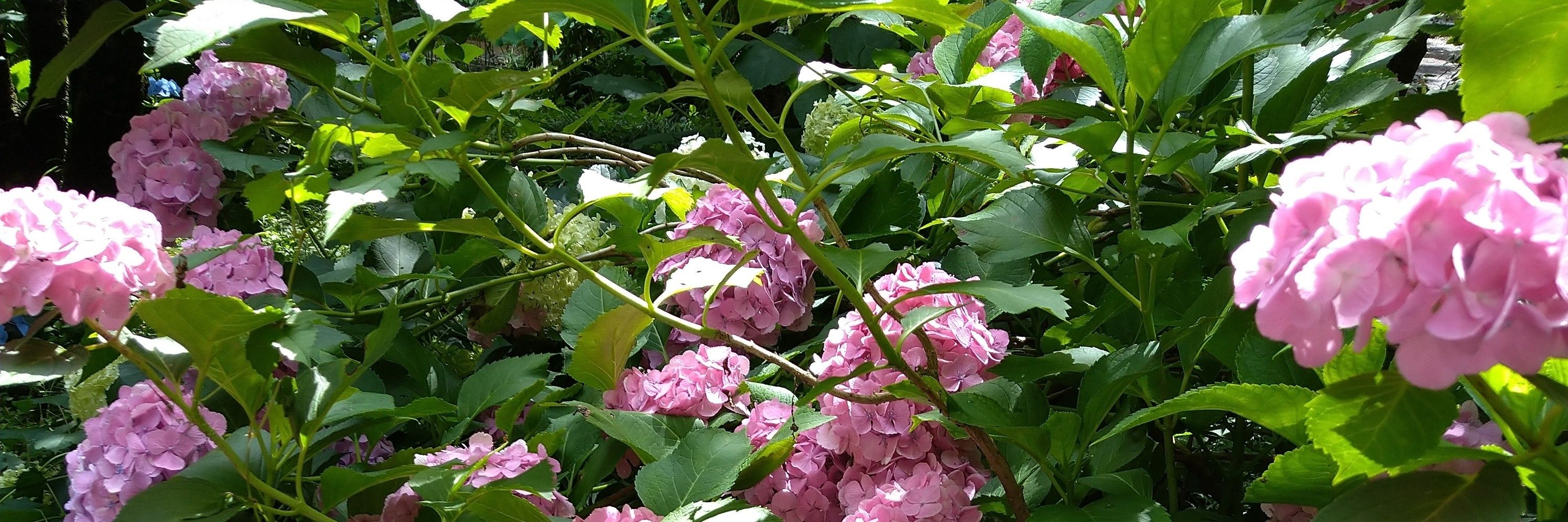えなみん