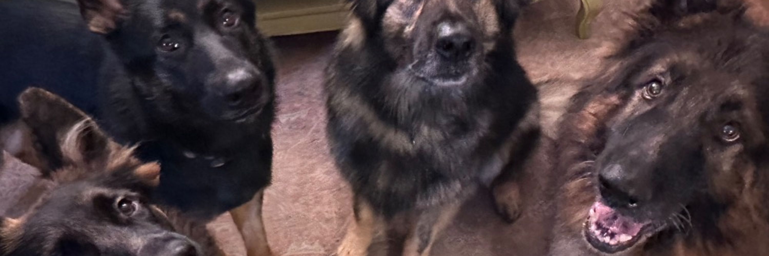 TheAmericanCanine