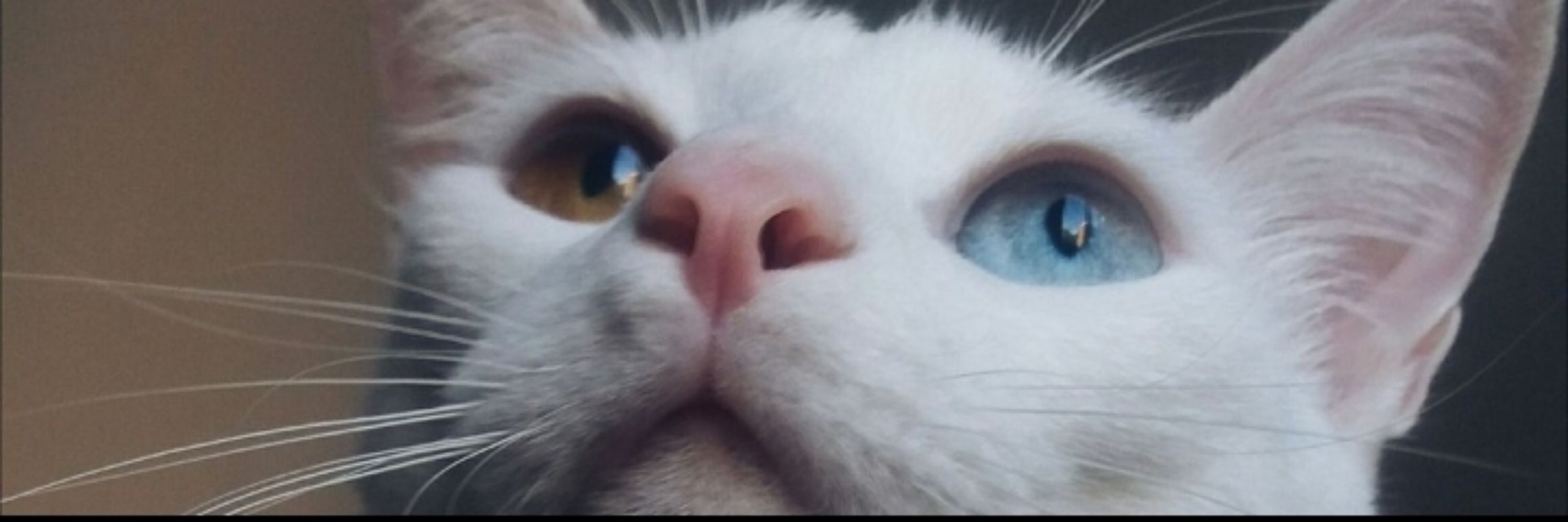 Lari