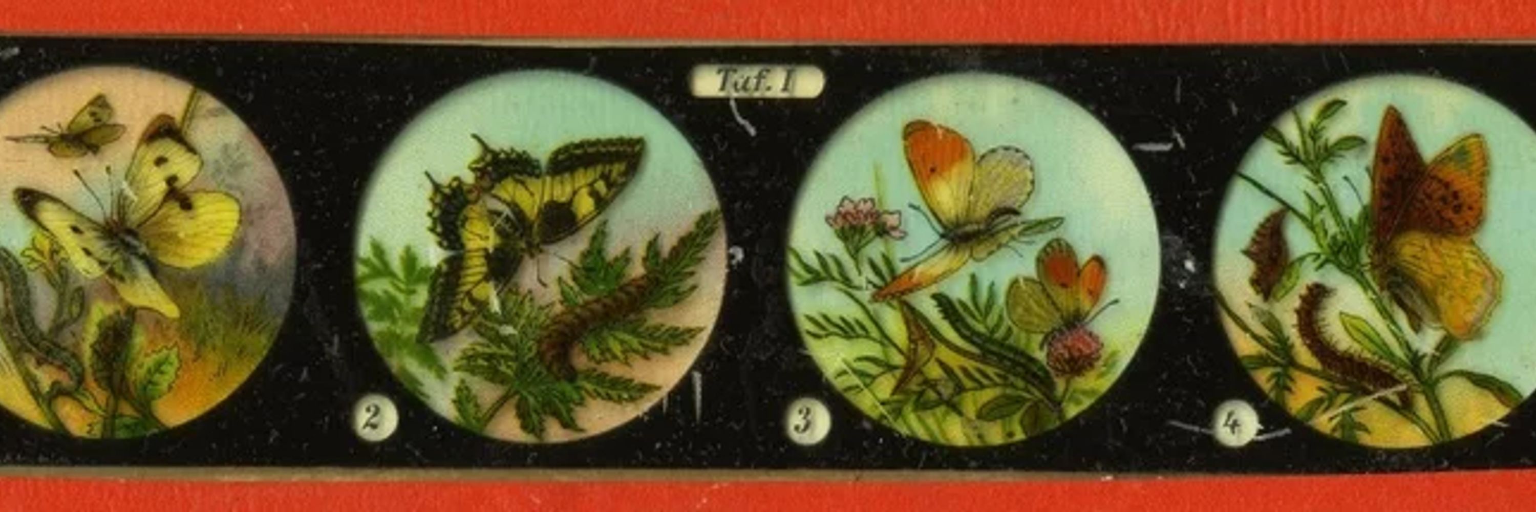 Magic Lantern Moth