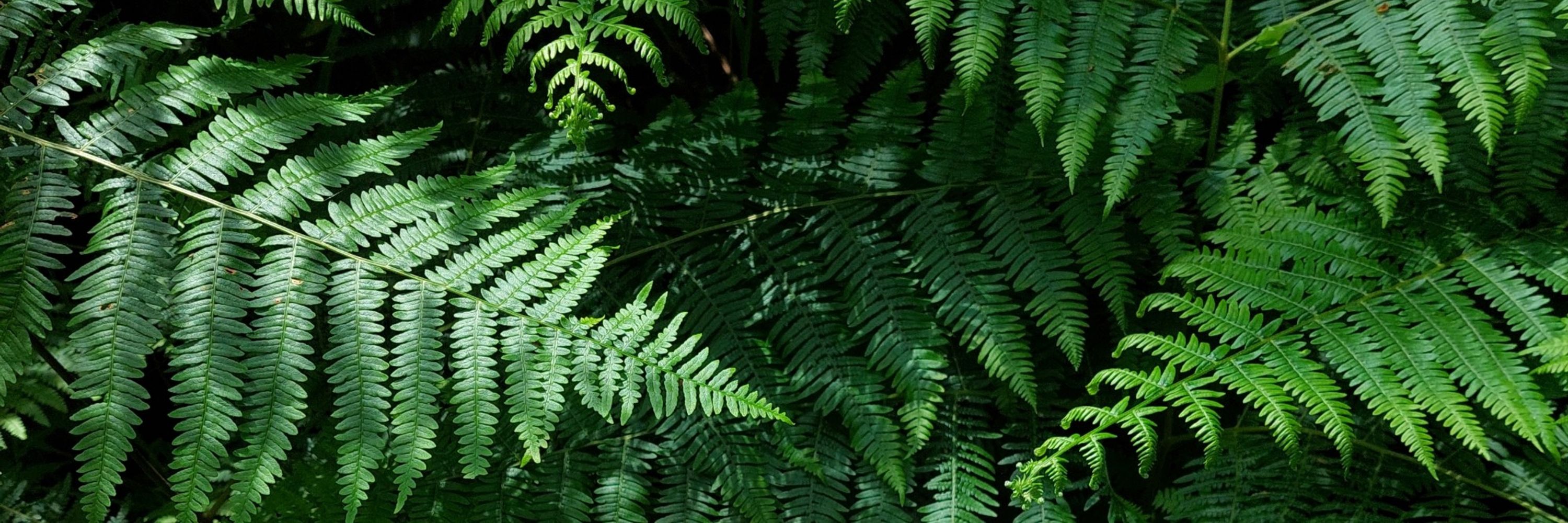 hyperlierre 🌿