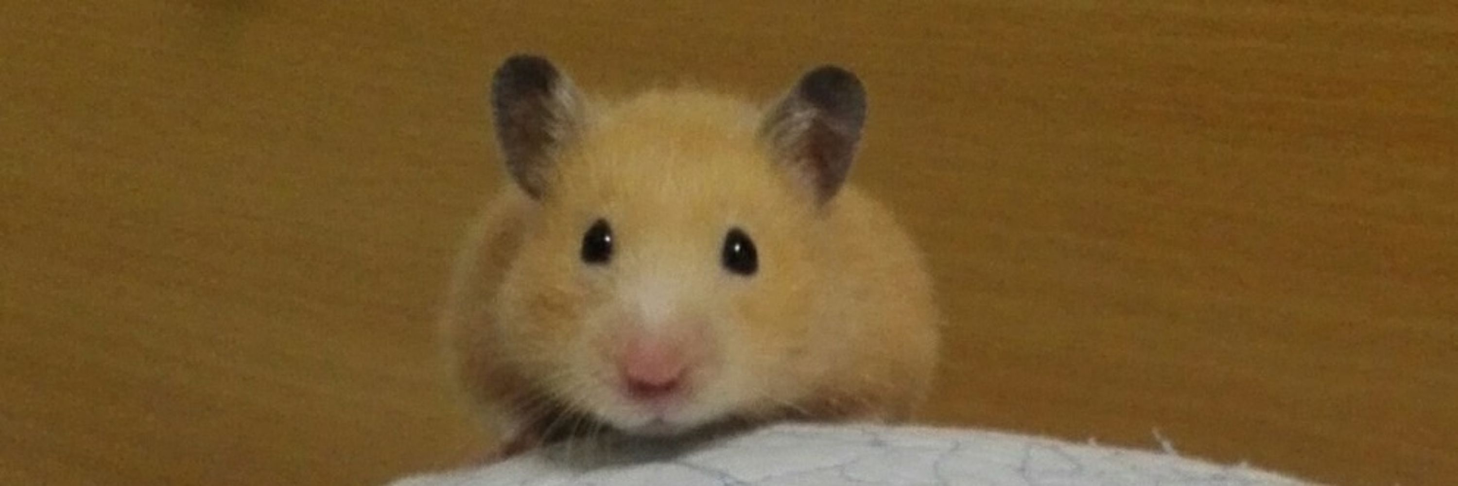 アベルです