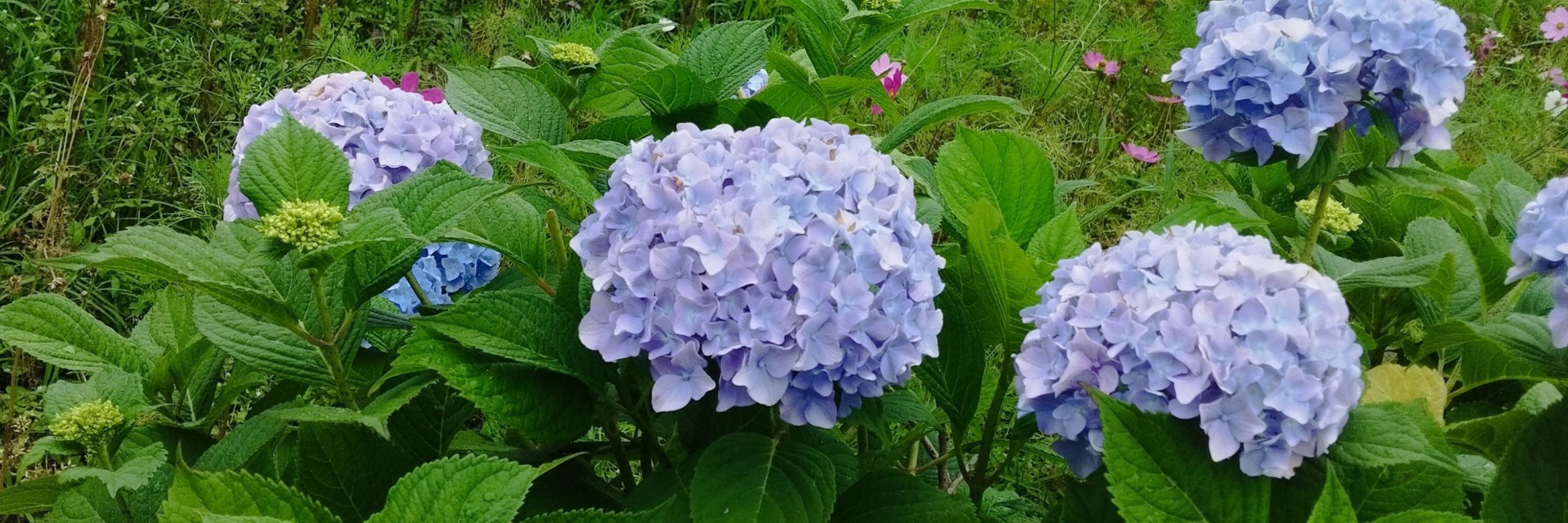 みずくさ