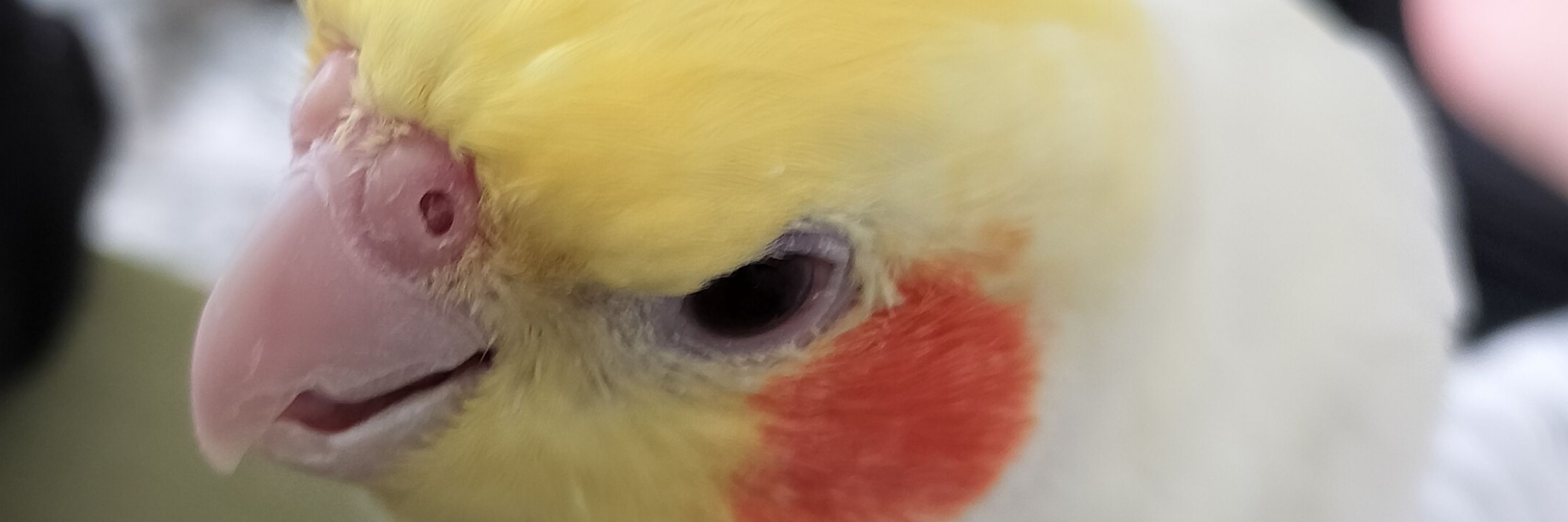 こあ