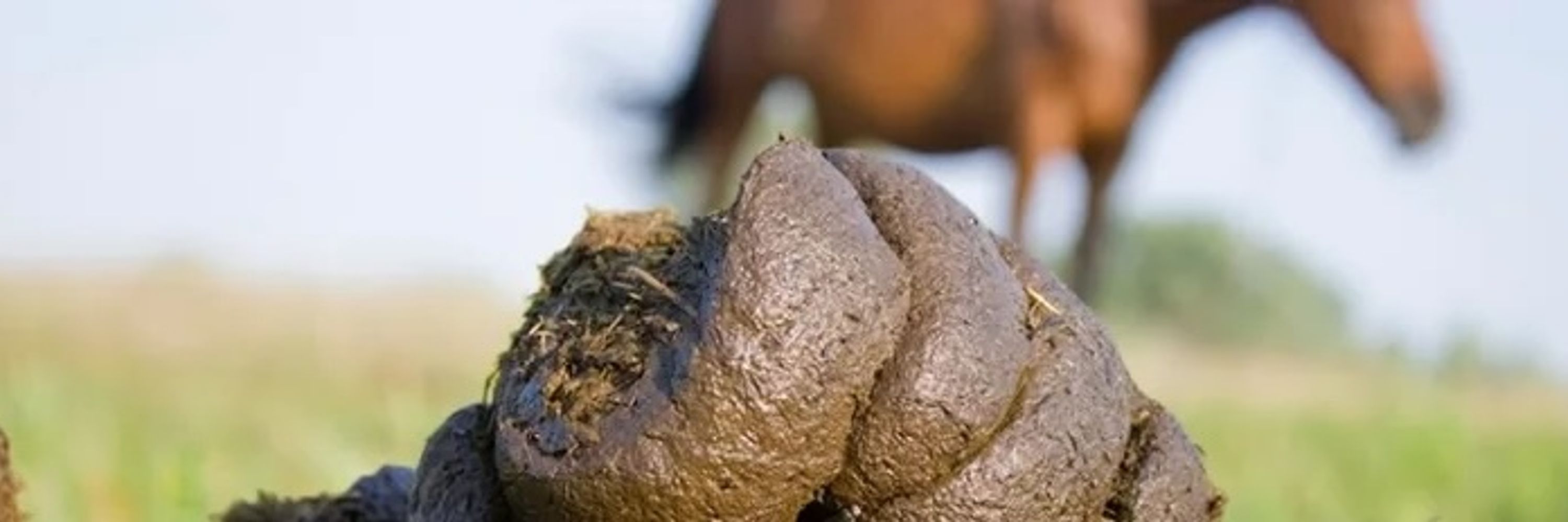 The Horse You Rode In On